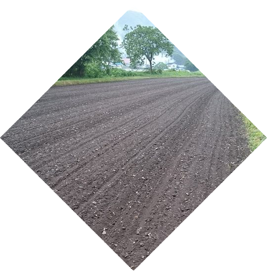 Field of broomcorn